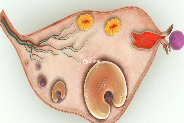引起排卵障碍的原因