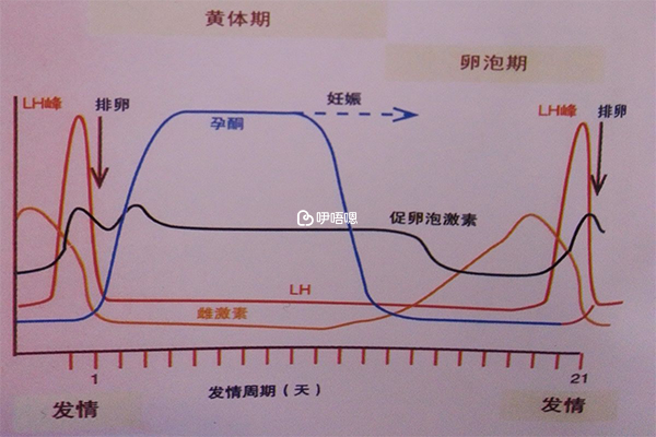 促黄体生成素检测方法