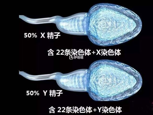 XY精子分离术流程图