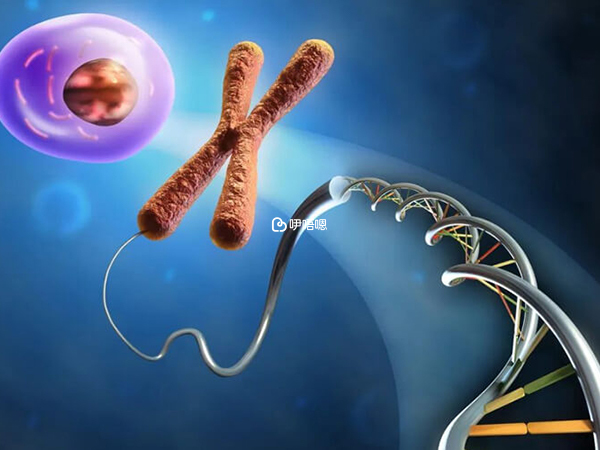 精子中染色体携带有人体遗传信息