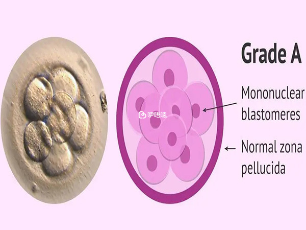 胚胎有不同的等级