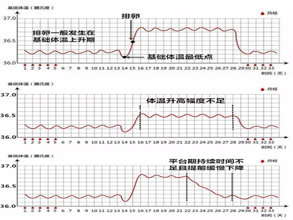 体温呈三阶段的姐妹们几率是很大的