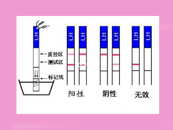 排卵试纸和基础体温可以检测排卵