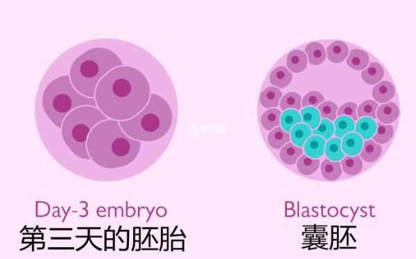 2pn能养成几级囊胚是不定的