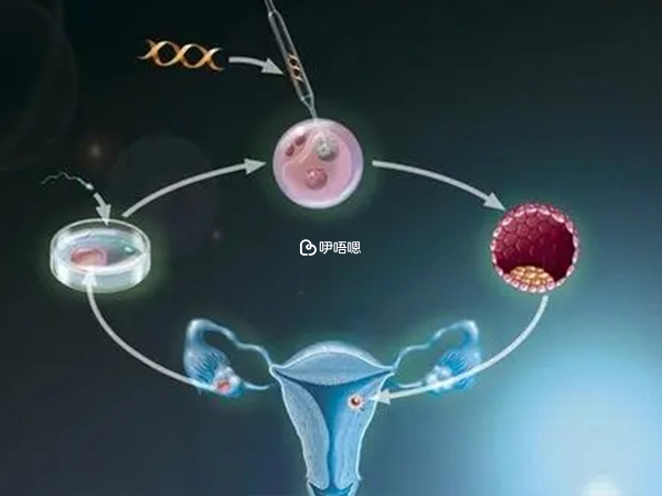 试管冻胚移植过程