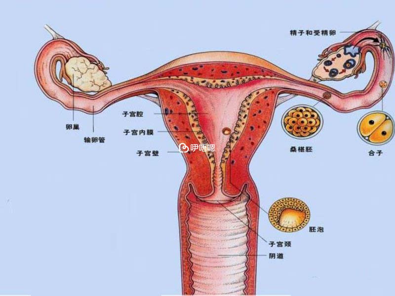 顺产和前壁后壁的关系