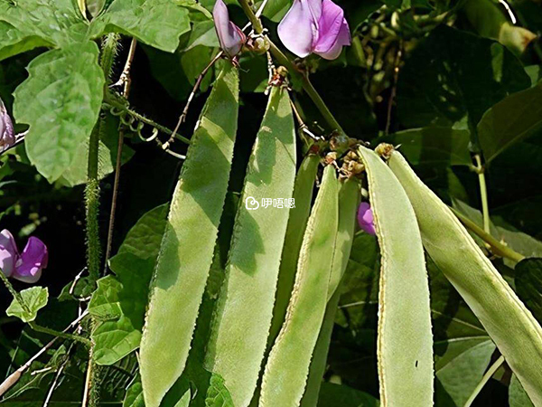 扁豆不能和6种食物一起吃