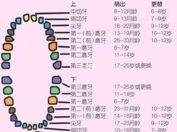 小孩掉牙顺序图